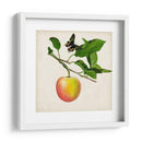 Fruta Con Mariposas Iv - Naomi McCavitt | Cuadro decorativo de Canvas Lab