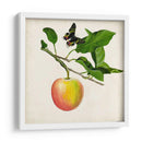 Fruta Con Mariposas Iv - Naomi McCavitt | Cuadro decorativo de Canvas Lab