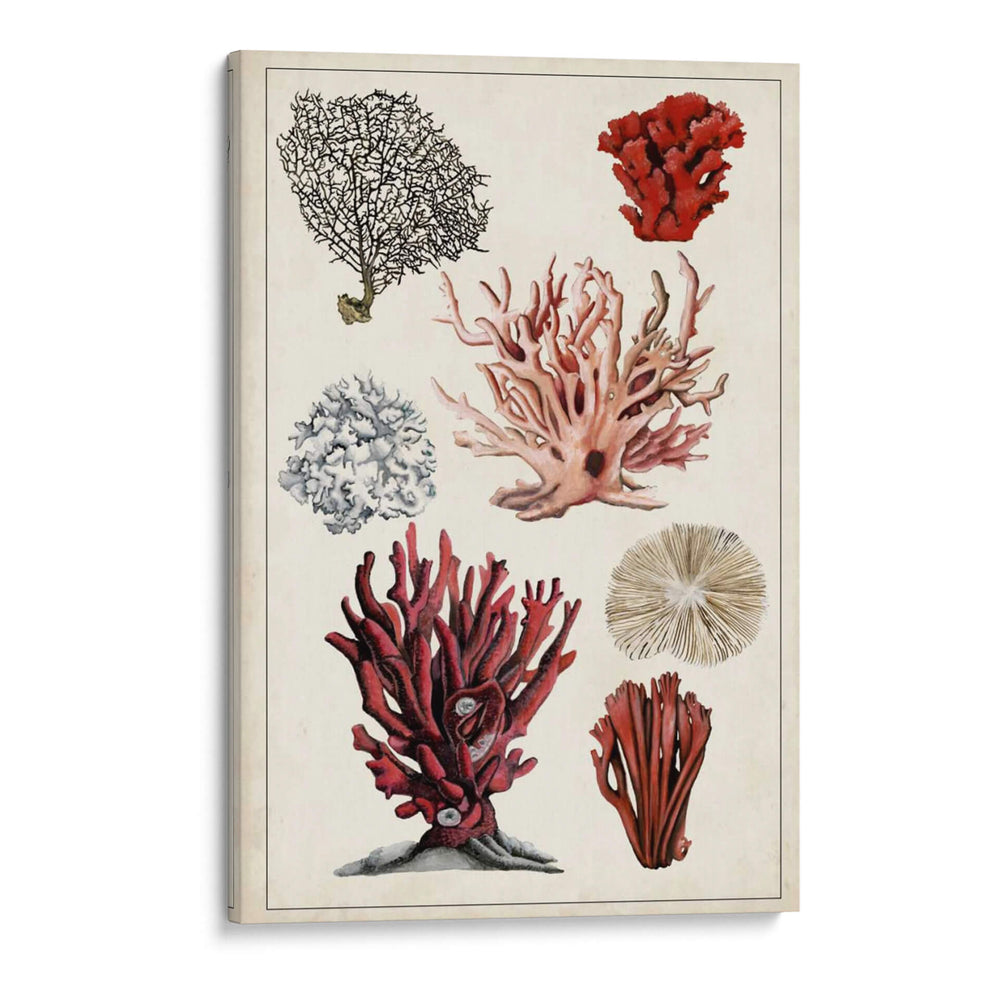 Estudio De Coral Antiguo I - Naomi McCavitt | Cuadro decorativo de Canvas Lab
