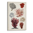 Estudio De Coral Antiguo I - Naomi McCavitt | Cuadro decorativo de Canvas Lab