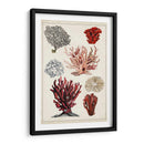 Estudio De Coral Antiguo I - Naomi McCavitt | Cuadro decorativo de Canvas Lab