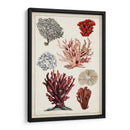 Estudio De Coral Antiguo I - Naomi McCavitt | Cuadro decorativo de Canvas Lab