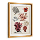 Estudio De Coral Antiguo I - Naomi McCavitt | Cuadro decorativo de Canvas Lab