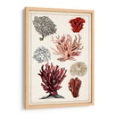 Estudio De Coral Antiguo I - Naomi McCavitt | Cuadro decorativo de Canvas Lab