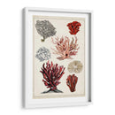 Estudio De Coral Antiguo I - Naomi McCavitt | Cuadro decorativo de Canvas Lab
