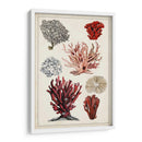 Estudio De Coral Antiguo I - Naomi McCavitt | Cuadro decorativo de Canvas Lab