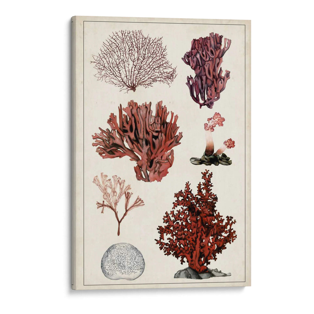 Estudio De Coral Antiguo Ii - Naomi McCavitt | Cuadro decorativo de Canvas Lab