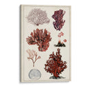 Estudio De Coral Antiguo Ii - Naomi McCavitt | Cuadro decorativo de Canvas Lab