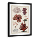 Estudio De Coral Antiguo Ii - Naomi McCavitt | Cuadro decorativo de Canvas Lab