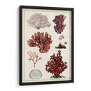 Estudio De Coral Antiguo Ii - Naomi McCavitt | Cuadro decorativo de Canvas Lab