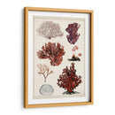 Estudio De Coral Antiguo Ii - Naomi McCavitt | Cuadro decorativo de Canvas Lab