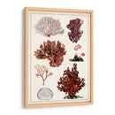 Estudio De Coral Antiguo Ii - Naomi McCavitt | Cuadro decorativo de Canvas Lab