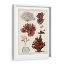 Estudio De Coral Antiguo Ii - Naomi McCavitt | Cuadro decorativo de Canvas Lab