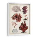 Estudio De Coral Antiguo Ii - Naomi McCavitt | Cuadro decorativo de Canvas Lab