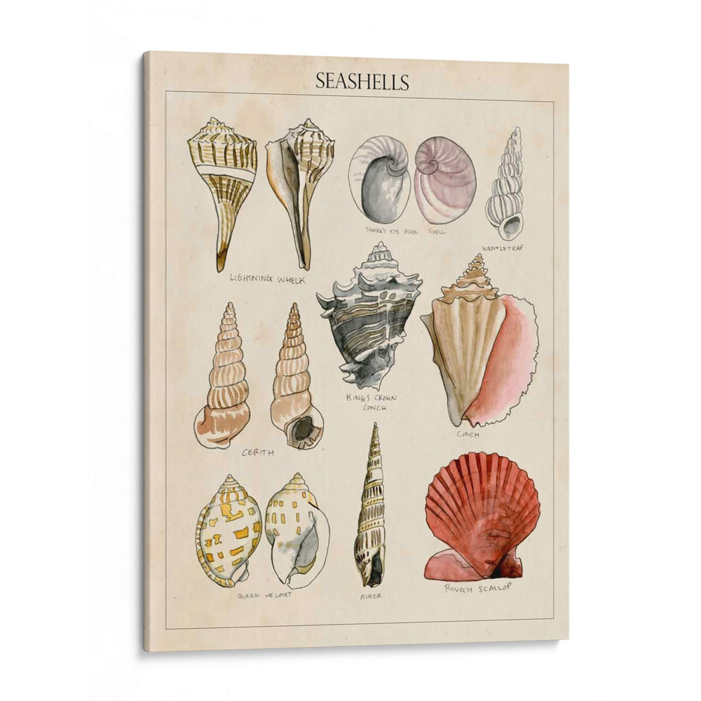 Bosquejo De Seashell Ii - Naomi McCavitt | Cuadro decorativo de Canvas Lab