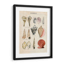 Bosquejo De Seashell Ii - Naomi McCavitt | Cuadro decorativo de Canvas Lab
