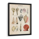 Bosquejo De Seashell Ii - Naomi McCavitt | Cuadro decorativo de Canvas Lab