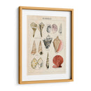 Bosquejo De Seashell Ii - Naomi McCavitt | Cuadro decorativo de Canvas Lab