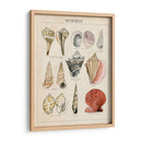 Bosquejo De Seashell Ii - Naomi McCavitt | Cuadro decorativo de Canvas Lab