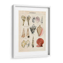 Bosquejo De Seashell Ii - Naomi McCavitt | Cuadro decorativo de Canvas Lab