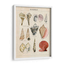 Bosquejo De Seashell Ii - Naomi McCavitt | Cuadro decorativo de Canvas Lab