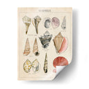 Bosquejo De Seashell Ii - Naomi McCavitt | Cuadro decorativo de Canvas Lab