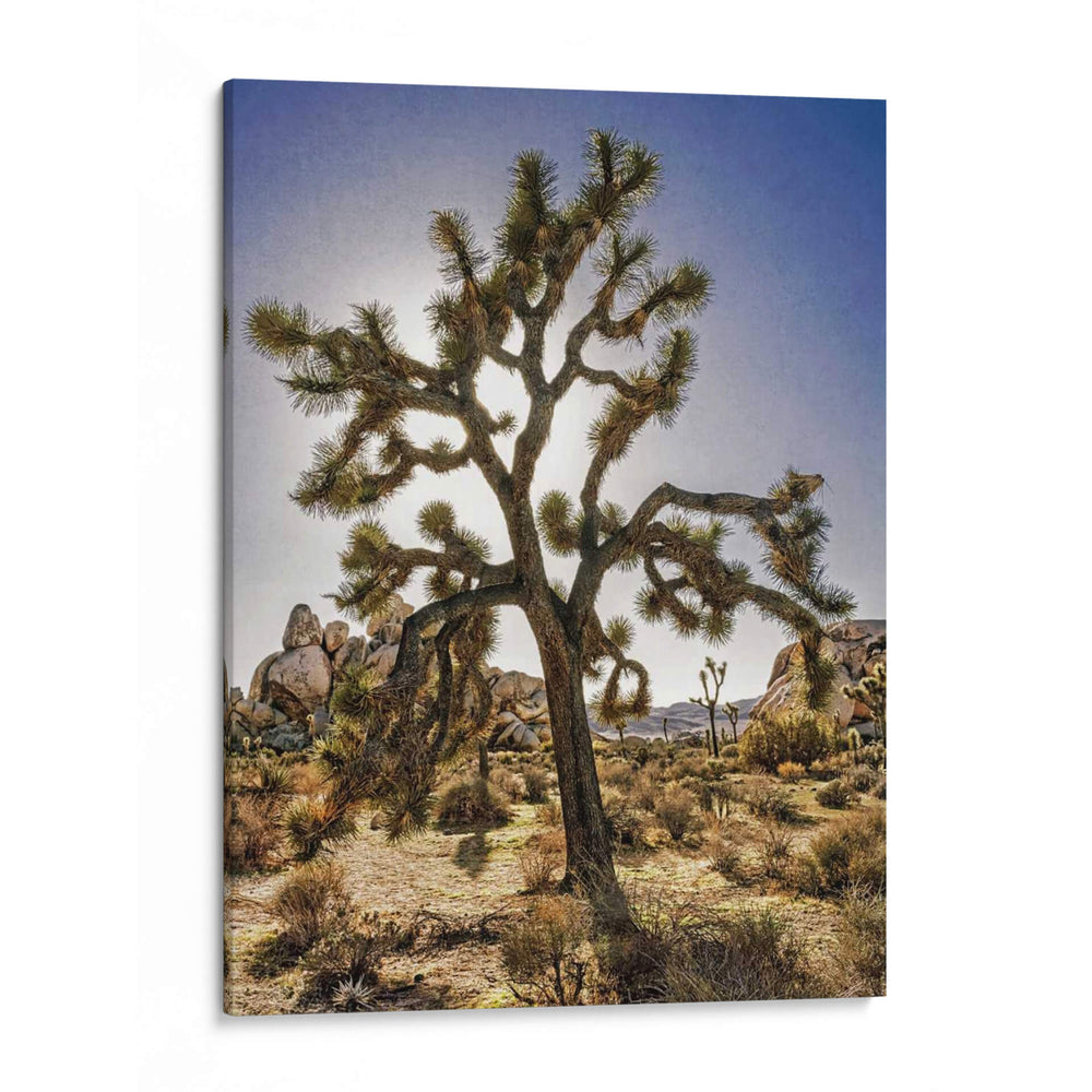 Vistas Del Árbol Joshua I - Rachel Perry | Cuadro decorativo de Canvas Lab