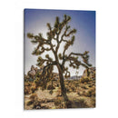 Vistas Del Árbol Joshua I - Rachel Perry | Cuadro decorativo de Canvas Lab