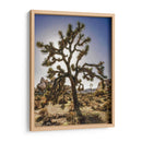 Vistas Del Árbol Joshua I - Rachel Perry | Cuadro decorativo de Canvas Lab