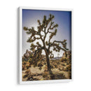 Vistas Del Árbol Joshua I - Rachel Perry | Cuadro decorativo de Canvas Lab