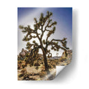 Vistas Del Árbol Joshua I - Rachel Perry | Cuadro decorativo de Canvas Lab