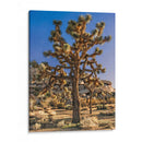 Vistas De Joshua Tree Ii - Rachel Perry | Cuadro decorativo de Canvas Lab