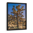 Vistas De Joshua Tree Ii - Rachel Perry | Cuadro decorativo de Canvas Lab