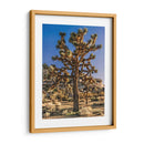 Vistas De Joshua Tree Ii - Rachel Perry | Cuadro decorativo de Canvas Lab