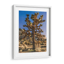 Vistas De Joshua Tree Ii - Rachel Perry | Cuadro decorativo de Canvas Lab