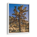 Vistas De Joshua Tree Ii - Rachel Perry | Cuadro decorativo de Canvas Lab