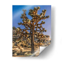 Vistas De Joshua Tree Ii - Rachel Perry | Cuadro decorativo de Canvas Lab