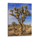 Vistas De Joshua Tree Iii - Rachel Perry | Cuadro decorativo de Canvas Lab
