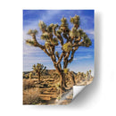 Vistas De Joshua Tree Iii - Rachel Perry | Cuadro decorativo de Canvas Lab