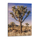 Vistas De Joshua Tree Iv - Rachel Perry | Cuadro decorativo de Canvas Lab