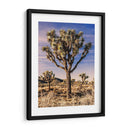 Vistas De Joshua Tree Iv - Rachel Perry | Cuadro decorativo de Canvas Lab