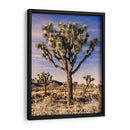 Vistas De Joshua Tree Iv - Rachel Perry | Cuadro decorativo de Canvas Lab