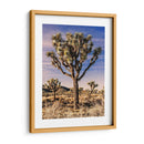 Vistas De Joshua Tree Iv - Rachel Perry | Cuadro decorativo de Canvas Lab