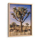 Vistas De Joshua Tree Iv - Rachel Perry | Cuadro decorativo de Canvas Lab