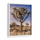 Vistas De Joshua Tree Iv - Rachel Perry | Cuadro decorativo de Canvas Lab