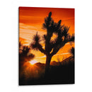 Vistas De Joshua Tree V - Rachel Perry | Cuadro decorativo de Canvas Lab