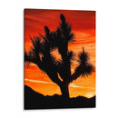 Vistas De Joshua Tree Vi - Rachel Perry | Cuadro decorativo de Canvas Lab