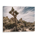 Vistas De Joshua Tree Viii - Rachel Perry | Cuadro decorativo de Canvas Lab