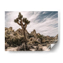 Vistas De Joshua Tree Viii - Rachel Perry | Cuadro decorativo de Canvas Lab