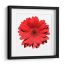 Gerbera roja | Cuadro decorativo de Canvas Lab